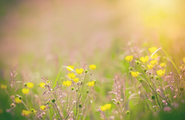 Yellow flowers in meadow - buttercup — Stock Photo, Image