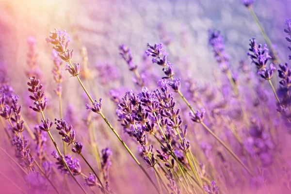 Flores de lavanda no jardim de flores iluminado pela luz solar — Fotografia de Stock