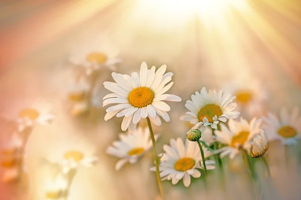 Lindas flores de margarida no prado iluminado por raios de pecado — Fotografia de Stock