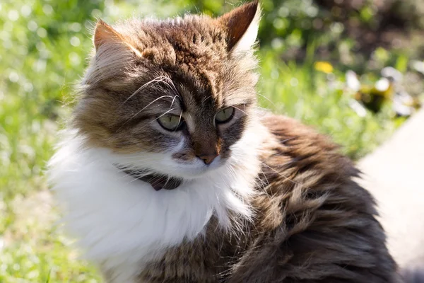 Beautiful domestic cat enjoying the sun — Stock Photo, Image