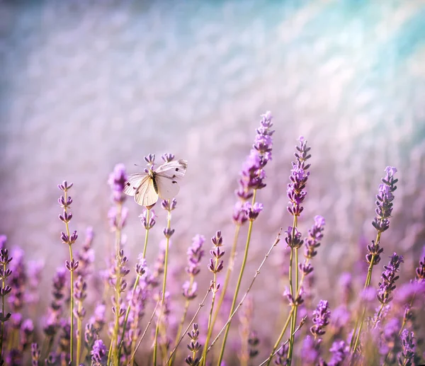 White butterfly on lavender flower — Stock Photo, Image