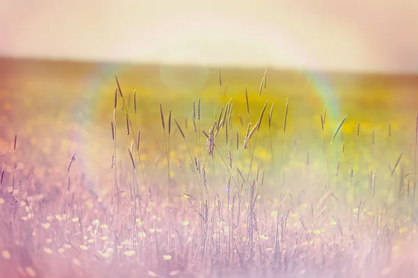 Selective focus on grass (grass seeds) — Stock Photo, Image