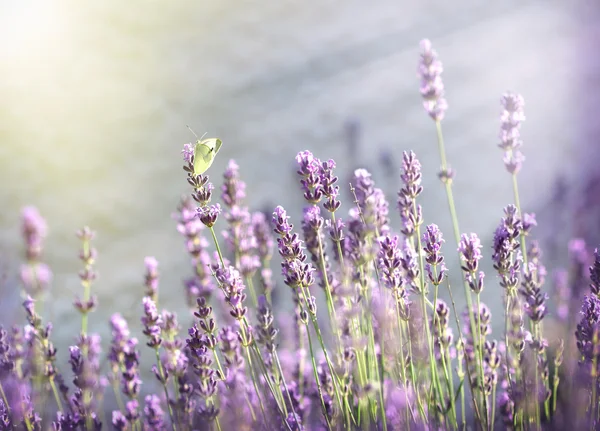 Borboleta branca em lavanda iluminada por raios de sol — Fotografia de Stock