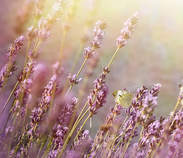 Pomeriggio nel giardino fiorito - Farfalla bianca sulla lavanda — Foto Stock