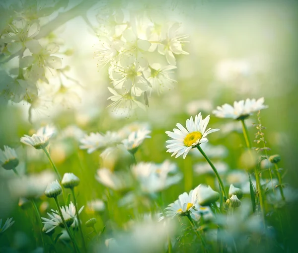 Blommande daisy blomman på ängen — Stockfoto