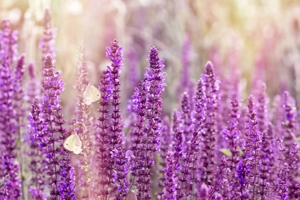 Enfoque selectivo en hermosas flores de pradera púrpura — Foto de Stock