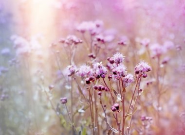 Çiçeklenme, çiçek açan thistle (dulavratotu) çayırda
