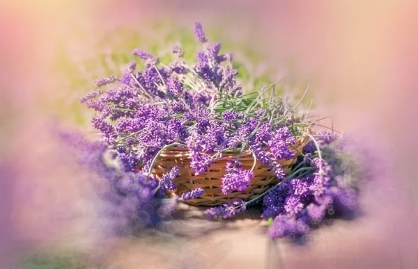 Beautiful lavender flowers in wicker basket — Stock Photo, Image