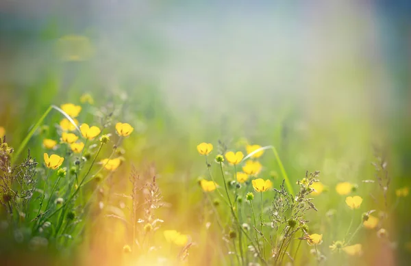 Beautiful meadow flower - buttercup flower in spring — Stock Photo, Image