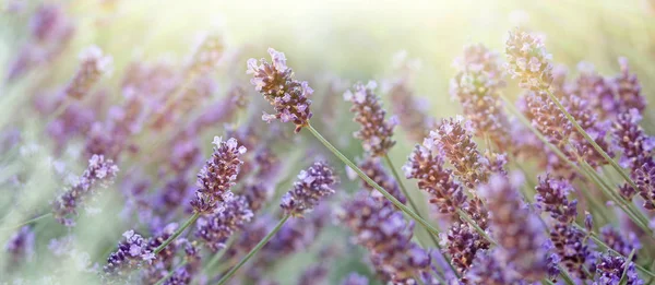Lavendel flower upplyst av solens strålar - vacker natur — Stockfoto