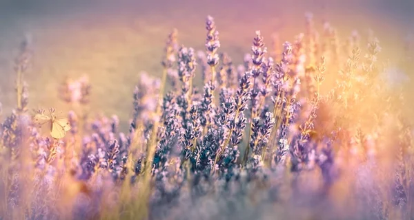 Levandulový květ prozářený sluncem — Stock fotografie