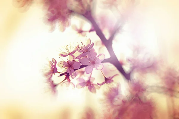 꽃 과일 나무에 선택적 초점 — 스톡 사진