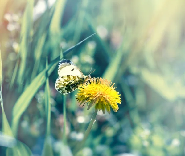 Бабочка на одуванчике собирает нектар и пыльцу — стоковое фото