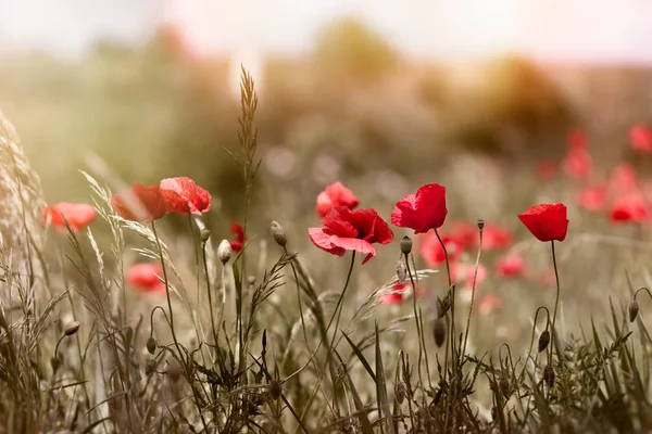 Red poppy flowers in meadow — Stock Photo, Image