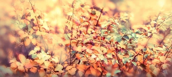 Weicher Fokus auf schöne Blätter - farbenfrohe Herbstblätter — Stockfoto