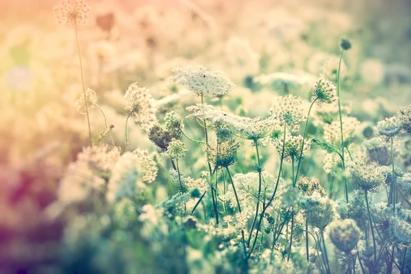 Fiori bianchi nel prato — Foto Stock