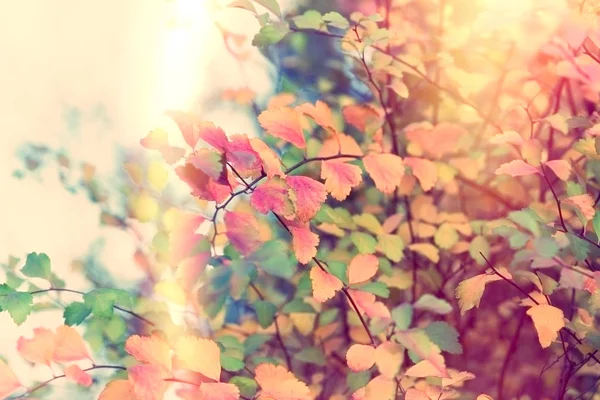Όμορφα πολύχρωμα φύλλα το φθινόπωρο — Φωτογραφία Αρχείου