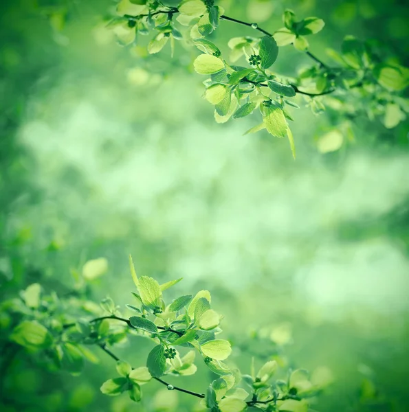 Mooie frisse lente bladeren in bos — Stockfoto