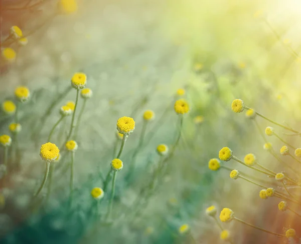 Gelbe Wiesenblumen von Sonnenstrahlen erleuchtet — Stockfoto