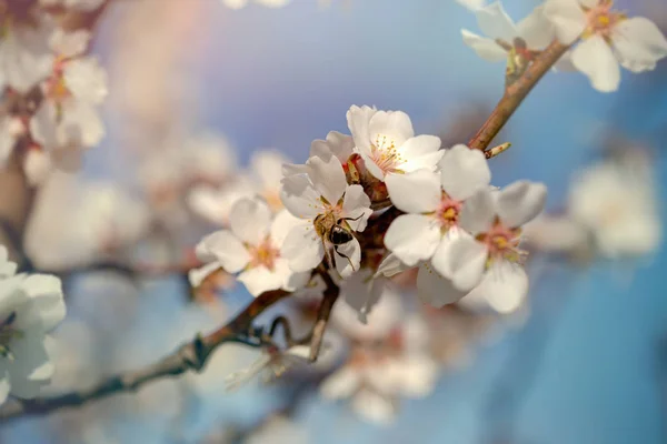 Beautiful flowering fruit tree and bee (honeybee) on flower — Stock Photo, Image