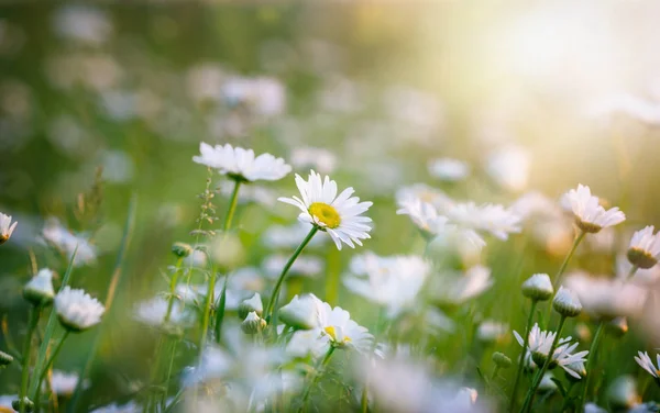 Květiny v louce - krásné daisy květy na jaře — Stock fotografie