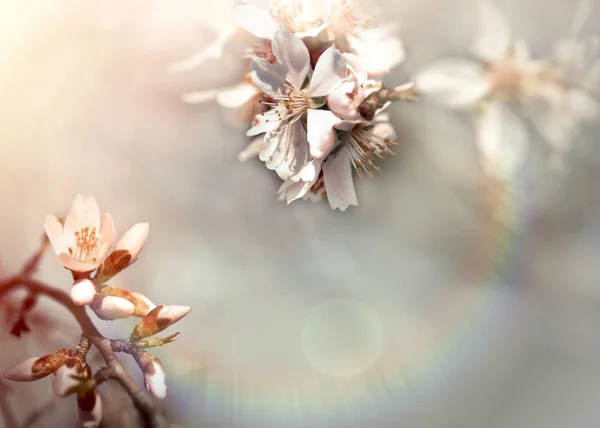 Floración - rama floreciente de árbol frutal iluminado por la luz del sol —  Fotos de Stock