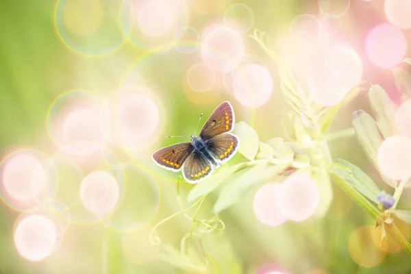 Beautiful brown butterfly on spring flower — Stock Photo, Image