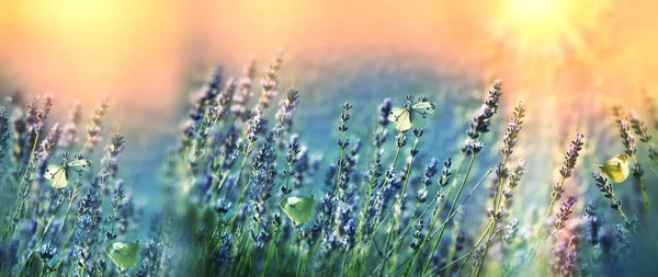 Borboletas no jardim de flores de lavanda — Fotografia de Stock