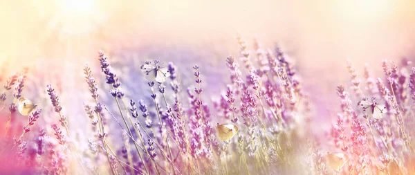 Lavender garden and white butterflies — Stock Photo, Image