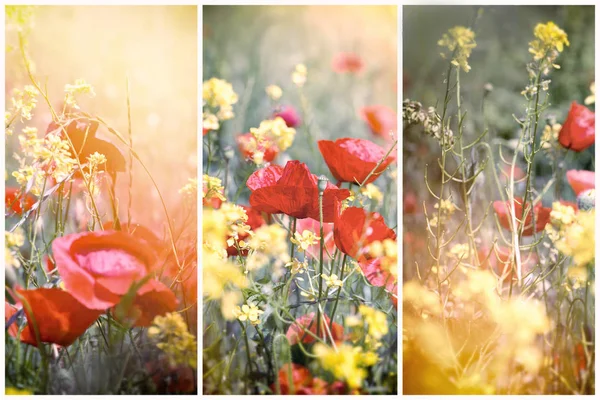 Fleurs de prairie éclairées par la lumière du soleil - belle nature — Photo