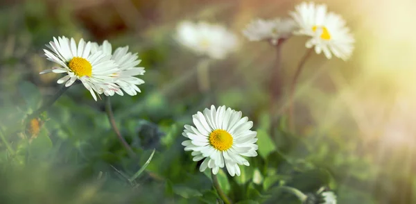 Flowering in meadow - daisy flowers — Stock Photo, Image