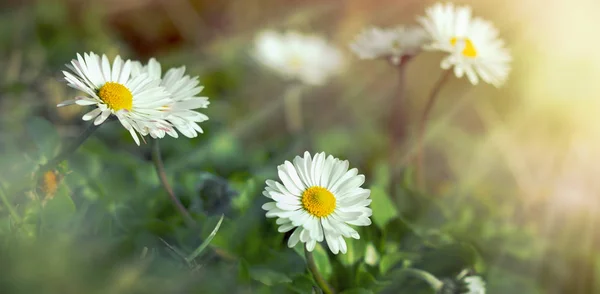 Fioritura in prato - fiori di margherita — Foto Stock