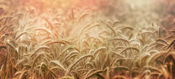 Late afternoon in wheat field — Stock Photo, Image