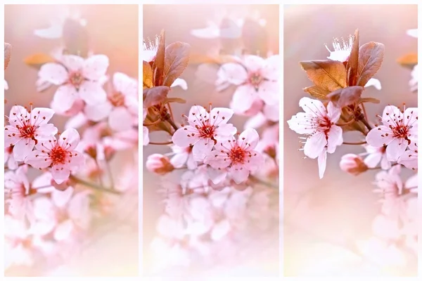 Blühender Obstbaum — Stockfoto