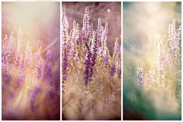 Purple flowers in meadow lit by sun light — Stock Photo, Image