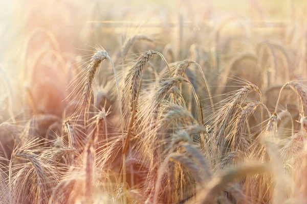 Campo de trigo close-up — Fotografia de Stock