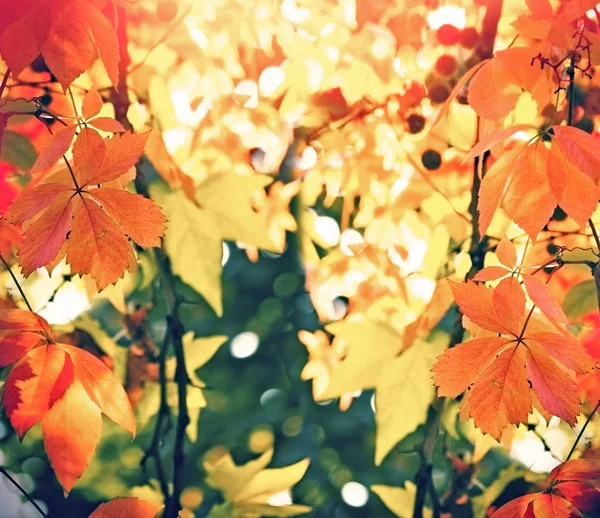 Hermosas hojas otoñales en la tarde — Foto de Stock
