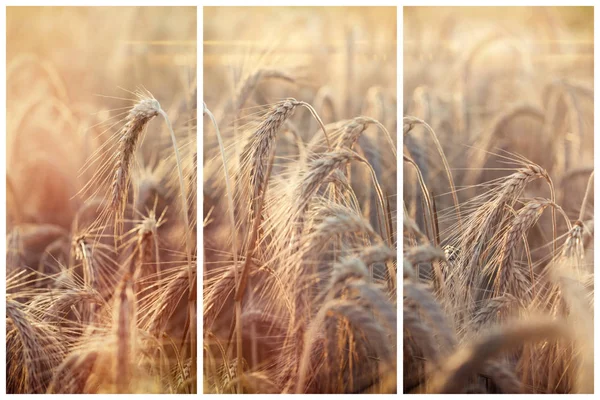 Beau champ de blé en été — Photo
