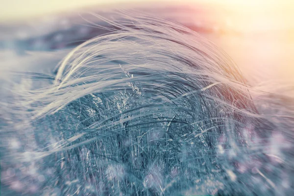 Silky grass - softness high grass in winter — Stock Photo, Image