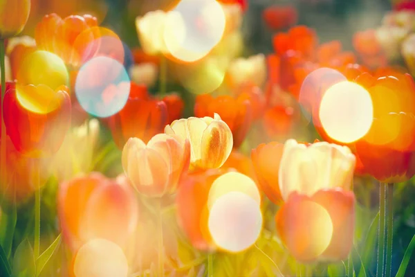 Beau jardin avec accent sélectif sur les tulipes colorées — Photo