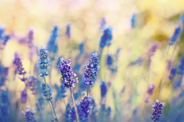 花畑のラベンダーの花 — ストック写真