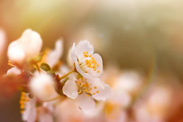 Focus sélectif sur les étamines de fleurs et le pistil — Photo