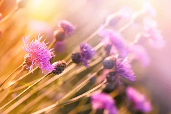Красиві квіти навесні - квітучий будяк, (спалах ) — стокове фото