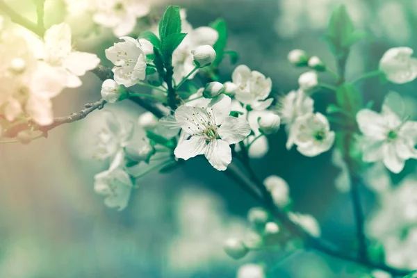 Blommande, blommande fruktträd - vackra naturen på våren — Stockfoto