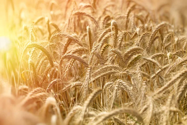 Gebied van tarwe geeft aan een rijke oogst - late namiddag in tarweveld — Stockfoto