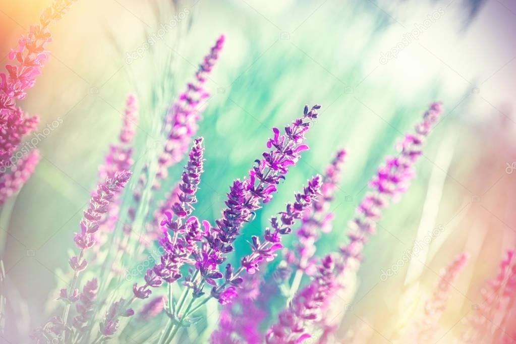Selective focus on beautiful purple flowers in meadow