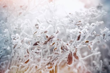 Sabah sis - dondurulmuş tesisi, sis içinde yumuşak odak üzerinde hoarfrost terk