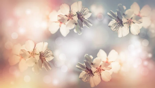 Měkké zaostření na kvetoucí květiny, protože použité techniky pastelové filtru — Stock fotografie