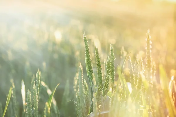 Campo de trigo verde, trigo não maduro iluminado pelos raios solares, pela luz solar — Fotografia de Stock
