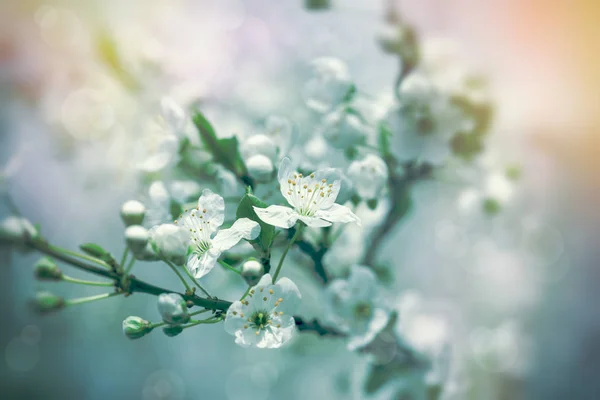 Mooie bloei, bloeiende fruitboom in het vroege voorjaar — Stockfoto